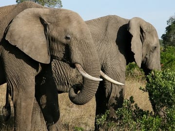 4-Day Luxury Safari to Lake Naivasha and Amboseli, Kenya