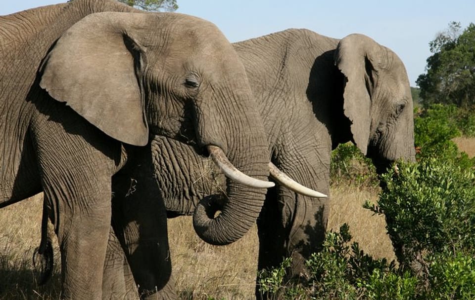 4-Day Luxury Safari to Lake Naivasha and Amboseli, Kenya
