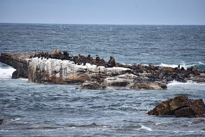 Private Tour: Cape of good hope and Boulders beach full Day tour 5