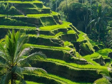 Customized Private Tour of Beraban and Kintamani, Bali