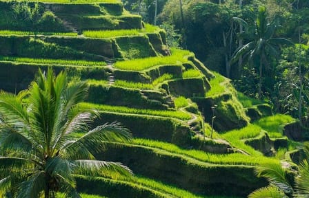 Customized Private Tour of Beraban and Kintamani, Bali