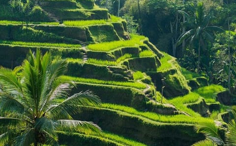 Customized Private Tour of Beraban and Kintamani, Bali