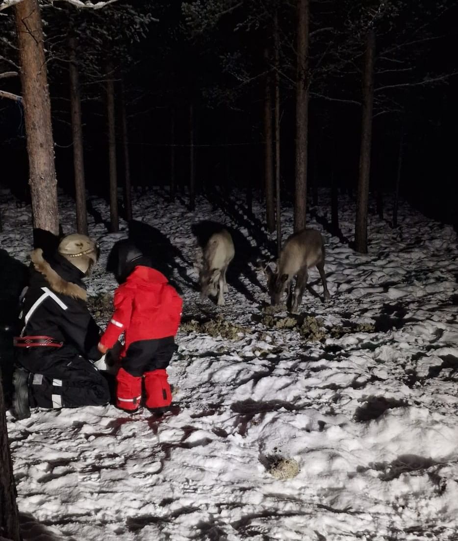 Child meeting home reindeer in Lapland Utsjoki