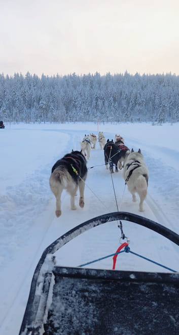 Husky Wild Running photo 6