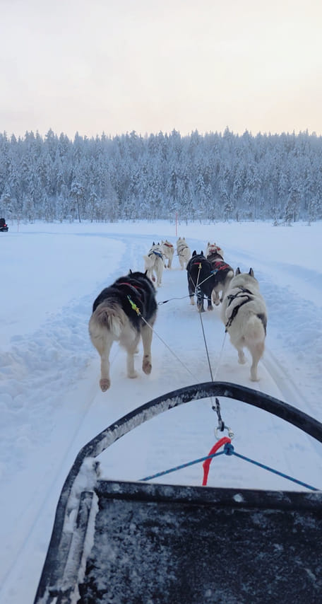 Husky Wild Running 6