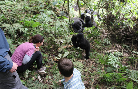 Full-Day African Safari Adventure in Kampala, Uganda