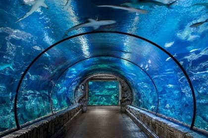 Hurghada Grand Aquarium Discovery Tour with Tickets & Transfers