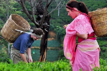Tea Plucking Experience and Factory Tour in Nuwara Eliya