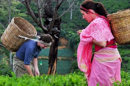 Tea Plucking and Tea Factory Visit from Kandy
