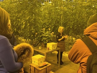 Group tour inside Friðheimar greenhouse surrounded by tomato plants