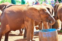 Elephant orphanage