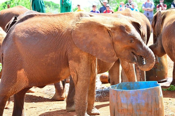 Elephant orphanage
