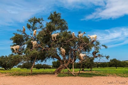 Full Day Trip To Essaouira From Marrakech