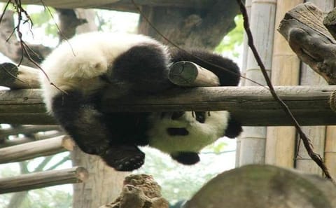 Cooking and Food tour in Panda’s hometown