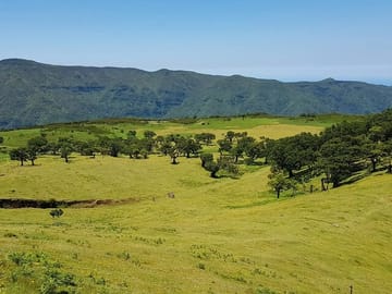 Hiking Tour on PR13 Vereda do Fanal from Funchal