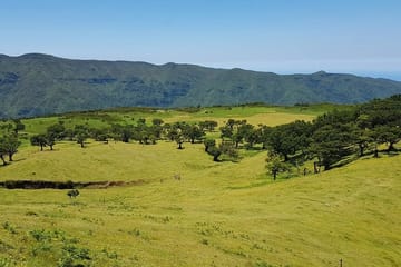 Hiking Tour on PR13 Vereda do Fanal from Funchal