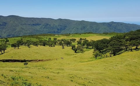 Hiking Tour on PR13 Vereda do Fanal from Funchal