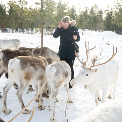 Taava Reindeer Farm – Reindeer & Lapland Traditions Year-Round