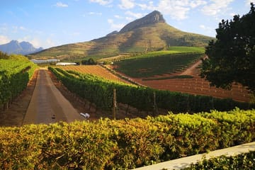 Private Wine Tasting Tour in Cape Winelands from Cape Town