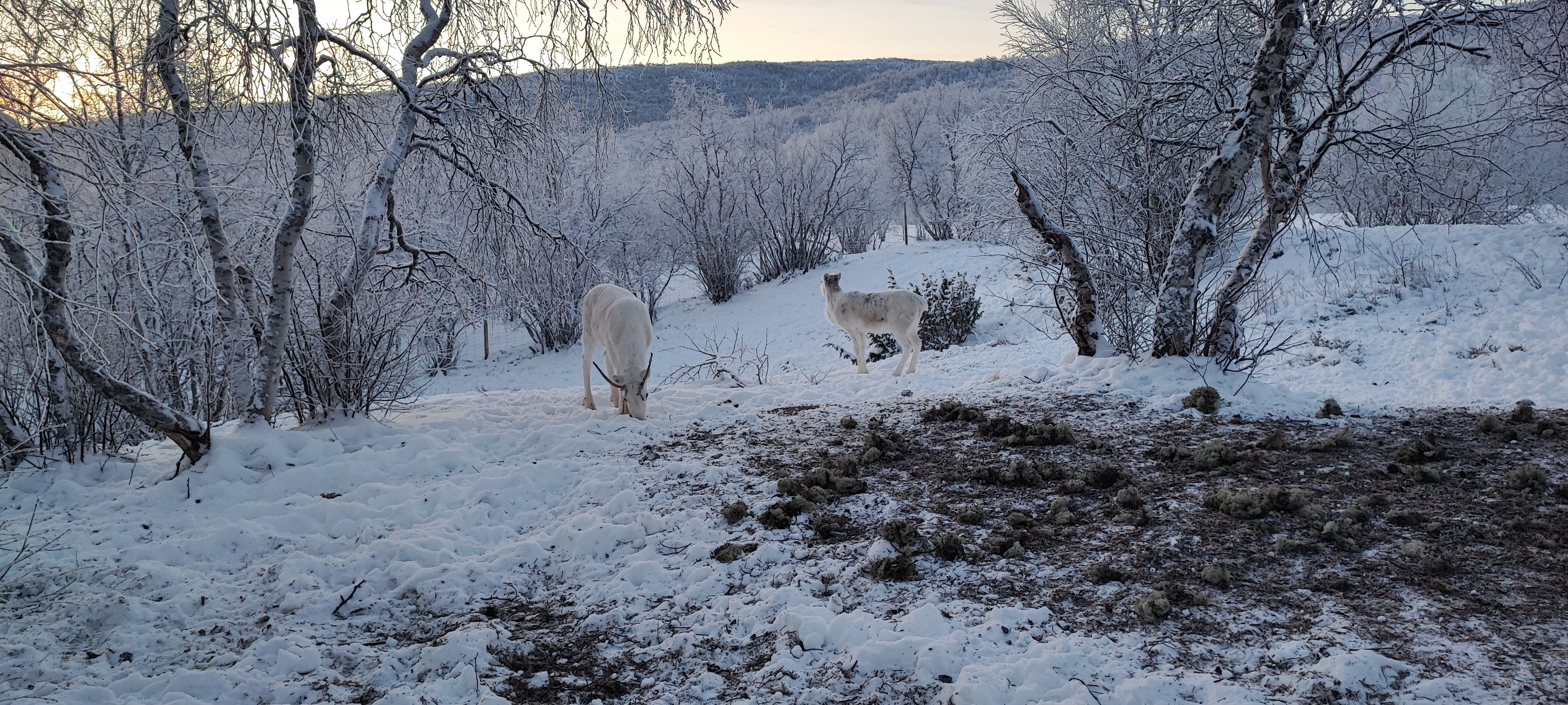 Reindeer living on home farm in Utsjoki