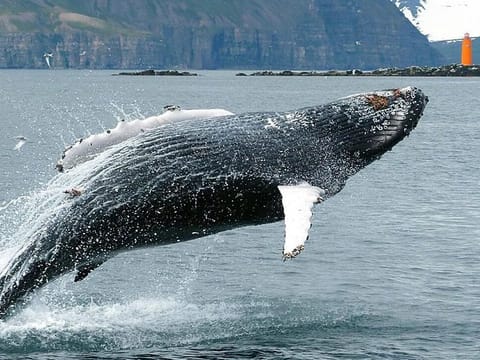 Breaching humpbacks