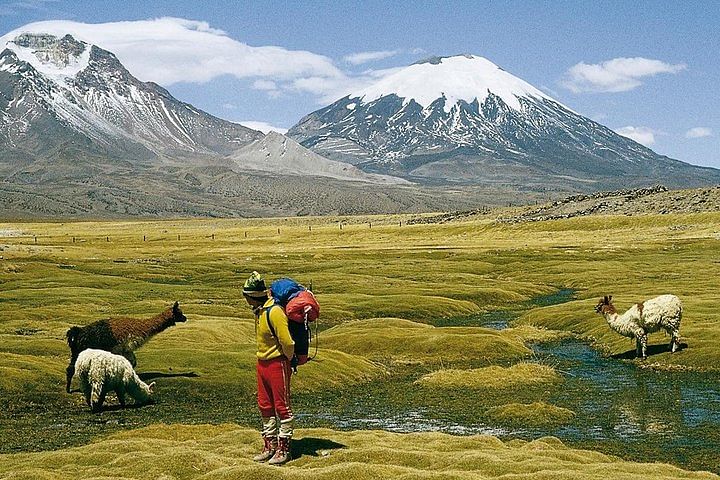 Unique Chilean High Plateau Adventure: Explore Arica, Lauca & Ancient Sites