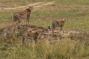 3 Days and 2 Nights Masai Mara Group Joining Budget Safari