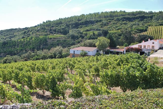 The vines 