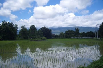 Half Day Rice Field Visions Guided Tour from Chiang Mai