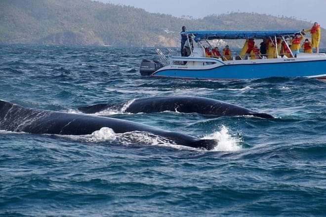Whales Watching And Waterfall El Limon Adventure photo 2