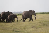 5 days Safari to Amboseli Tsavo East &amp; West