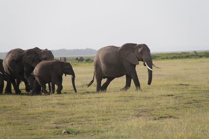 5 days Safari to Amboseli Tsavo East &amp; West