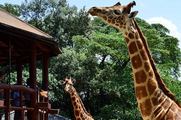 Nairobi Guided Day Tour to Giraffe Center