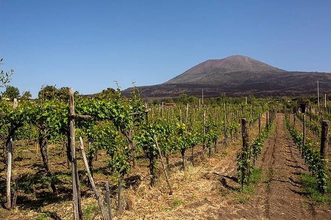 Vesuvius Organic Wine Tasting and Lunch from Sorrento - Photo 1