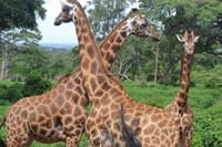 Day tour to Giraffe center elephant trust and Nairobi safari walk 5