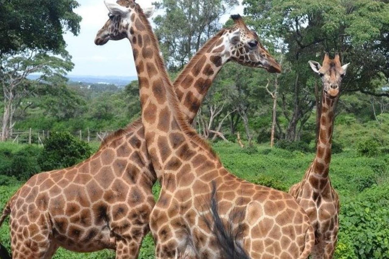 Day tour to Giraffe center elephant trust and Nairobi safari walk 5