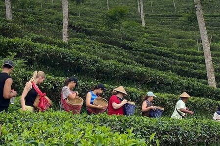 Private Half-Day Tea Village Discovery with lunch in Yogyakarta