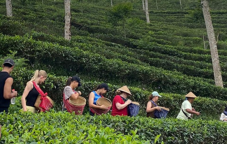 Private Half-Day Tea Village Discovery with lunch in Yogyakarta