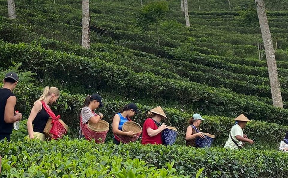 Private Half-Day Tea Village Tour with Lunch in Yogyakarta