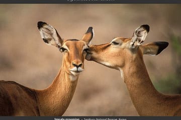 4-Day Luxury Safari in Masai Mara for Great Migration