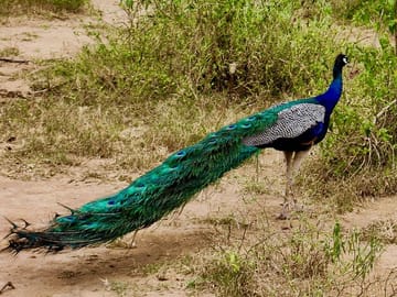 Bird Watching Tour in Galle, Habarana, and Katunayake