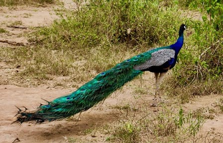 Bird Watching Sri Lanka