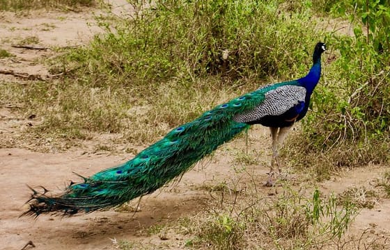 Bird Watching Sri Lanka