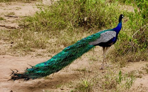 Bird Watching Tour in Galle, Habarana, and Katunayake