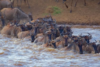 3-Day Masai Mara Private Flying Safari – 4 X 4 Game Drives