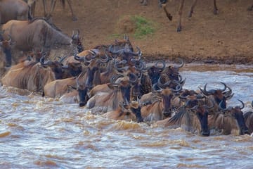 3-Day Private Flying Safari with Game Drives in Masai Mara