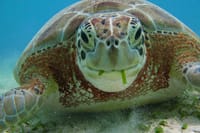 Private Snorkel with Turtle at Akumal 6