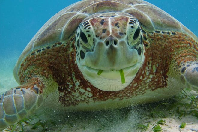 Private Snorkel with Turtle at Akumal 6
