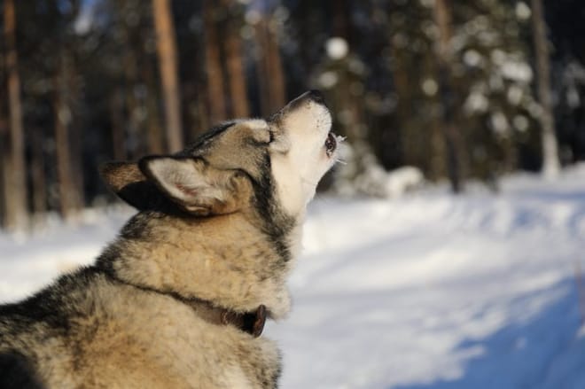 Become A Husky Musher in Lapland – Upgraded photo 6