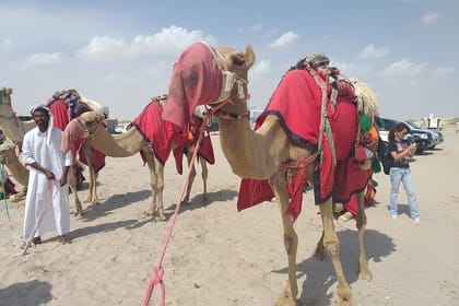 Desert safari, Dune bashing, sandboarding, camel, ATV Option